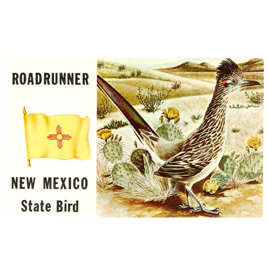 Roadrunner Postcard