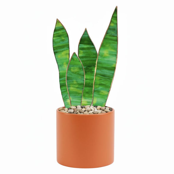 Stained Glass Snake Plant